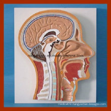 Human Median Section of Head Anatomical Model